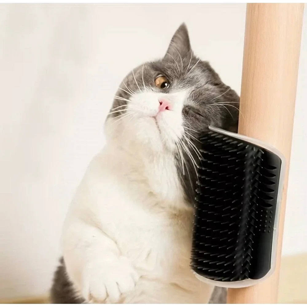 N/A cat self